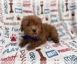 Small Poodle (Miniature)