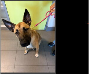 German Shepherd Dog-Unknown Mix Dogs for adoption in Rancho Cucamonga, CA, USA