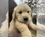 Small Photo #9 Golden Retriever Puppy For Sale in CLOVIS, CA, USA