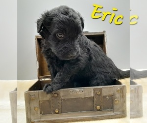 Golden Retriever-Goldendoodle Mix Puppy for sale in MILLVILLE, MN, USA