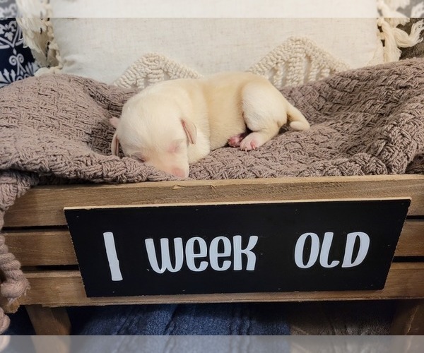 Medium Photo #6 Labrador Retriever Puppy For Sale in BONAIRE, GA, USA