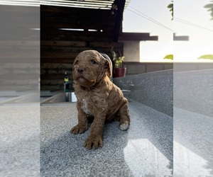 Goldendoodle Puppy for sale in PHILLIPS RANCH, CA, USA