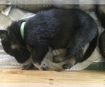 Small Photo #5 German Shepherd Dog Puppy For Sale in GREENSBORO, NC, USA