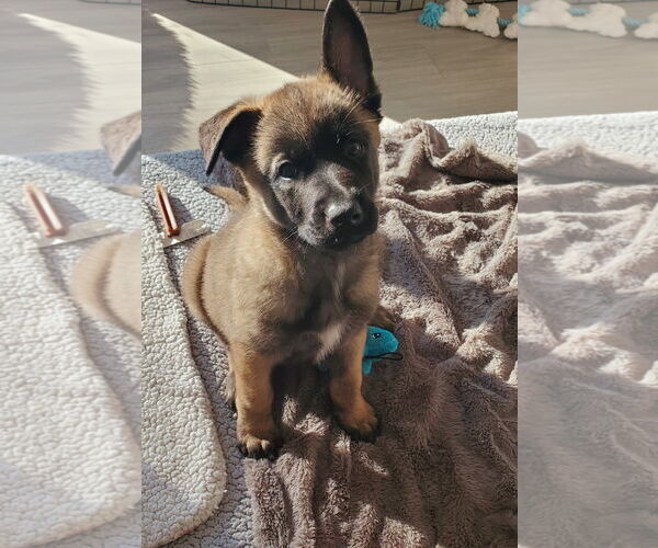 Medium Photo #3 German Shepherd Dog-Unknown Mix Puppy For Sale in Seattle, WA, USA