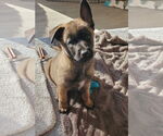 Small #2 German Shepherd Dog Mix