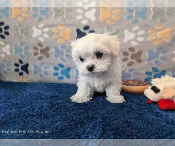 Medium Photo #30 Maltese Puppy For Sale in OCALA, FL, USA