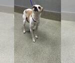 Small Chihuahua Mix