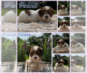Yorkshire Terrier Puppy for sale in NACOGDOCHES, TX, USA