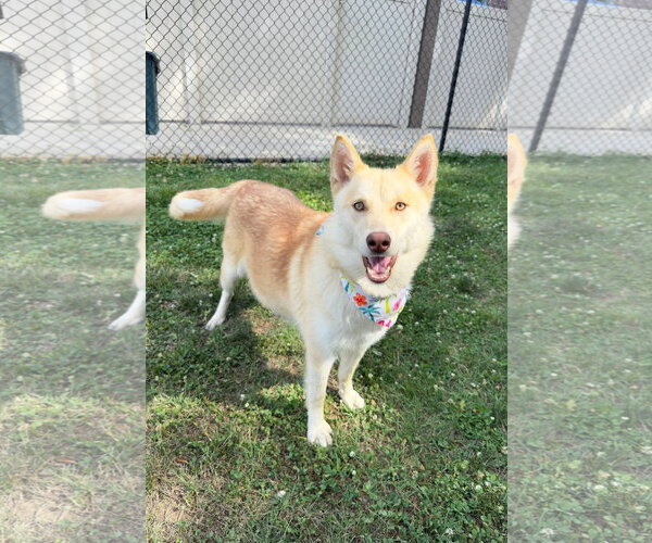 Medium Photo #1 Siberian Husky-pomeranian spitz Mix Puppy For Sale in Holly Springs, NC, USA