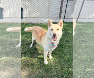 Siberian Husky-pomeranian spitz Mix Dogs for adoption in Holly Springs, NC, USA
