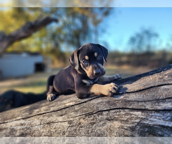 Medium Photo #10 Catahoula Leopard Dog Puppy For Sale in CUMBY, TX, USA