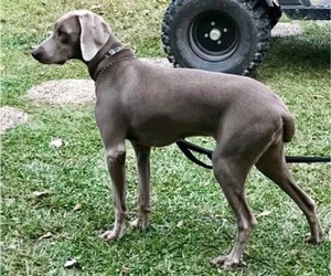 Mother of the Weimaraner puppies born on 03/17/2019