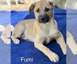 Australian Shepherd-German Shepherd Dog Mix Dogs for adoption in Parker Ford, PA, USA