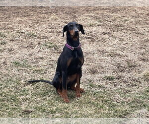 Anna - Female Doberman Pinscher Dog for Adoption - Photo #14