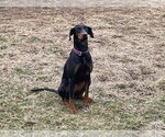 Small #13 Doberman Pinscher