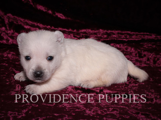 West Highland White Terrier Puppy for sale in WAYLAND, IA, USA
