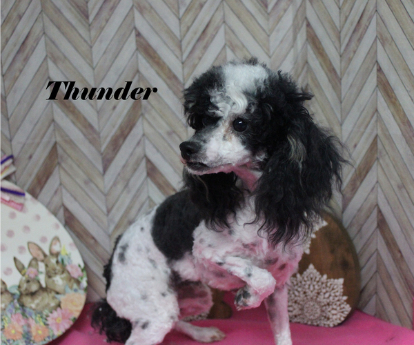 Medium Photo #14 Poodle (Toy) Puppy For Sale in CHANUTE, KS, USA