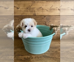 Maltese-Maltipoo Mix Puppy for sale in LITHIA, FL, USA