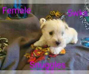 West Highland White Terrier Puppy for sale in MOUNTAINBURG, AR, USA