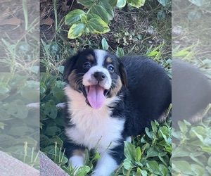 Australian Shepherd Puppy for sale in LUCASVILLE, OH, USA