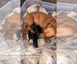 Small #1 Dachshund