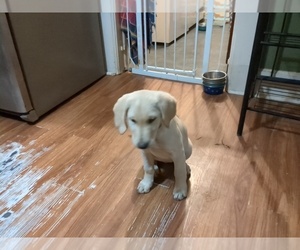Goldendoodle-Labrador Retriever Mix Puppy for sale in UPPER SANDUSKY, OH, USA