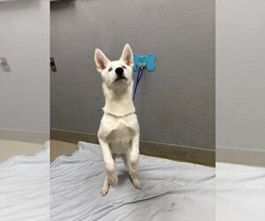 Siberian Husky-Unknown Mix Dogs for adoption in Las Vegas, NV, USA
