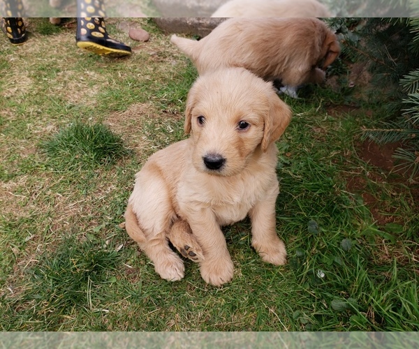 Medium Photo #51 Labradoodle Puppy For Sale in WASHOUGAL, WA, USA
