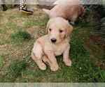 Small Photo #51 Labradoodle Puppy For Sale in WASHOUGAL, WA, USA