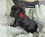 Small #1 Cane Corso