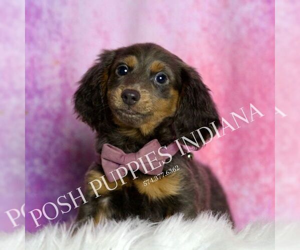 Medium Photo #1 Dachshund Puppy For Sale in WARSAW, IN, USA