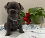 Small Photo #9 French Bulldog Puppy For Sale in TAMPA, FL, USA