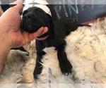 Small Photo #3 Great Dane Puppy For Sale in RENO, NV, USA