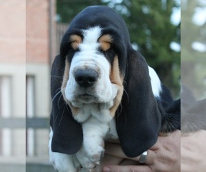 Basset Hound Puppy for Sale in WILLIAMSTOWN, Kentucky USA