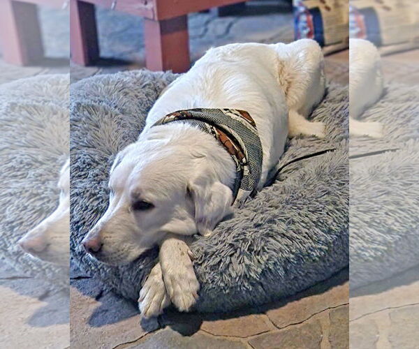 Medium Photo #7 Anatolian Shepherd-Great Pyrenees Mix Puppy For Sale in Corona, CA, USA