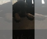 Small Photo #11 Doberman Pinscher Puppy For Sale in SCAPPOOSE, OR, USA