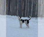 Small #16 American Pit Bull Terrier Mix