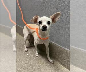 Chihuahua-Unknown Mix Dogs for adoption in Las Vegas, NV, USA
