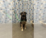 Small German Shepherd Dog