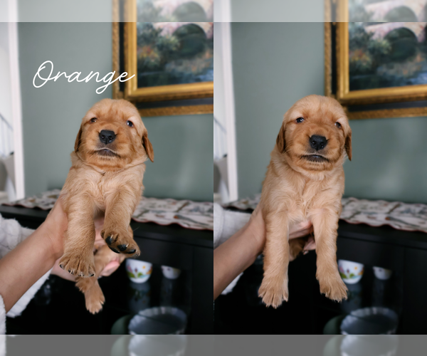 Medium Photo #7 Golden Retriever Puppy For Sale in PORTER, TX, USA