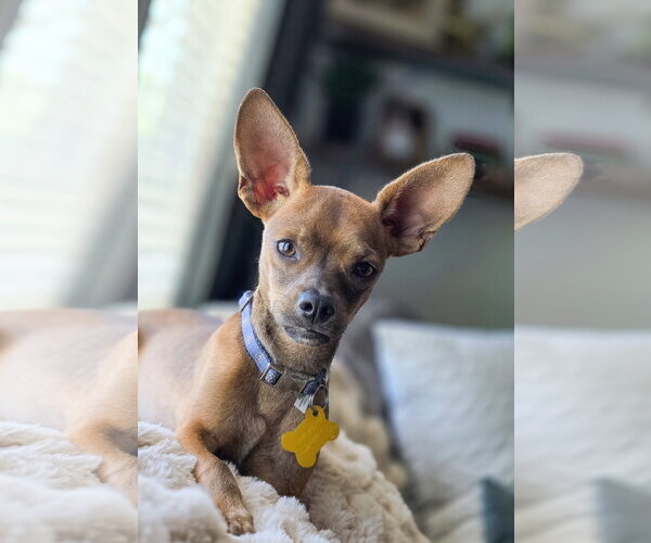 Medium Photo #6 Chihuahua-Unknown Mix Puppy For Sale in Sandy, UT, USA