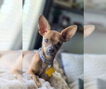 Small #5 Chihuahua Mix