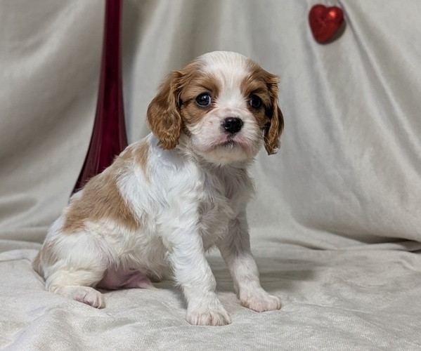 Medium Photo #5 Cavalier King Charles Spaniel Puppy For Sale in GOSHEN, IN, USA