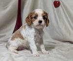 Small #4 Cavalier King Charles Spaniel