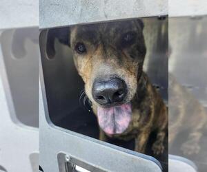 American Staffordshire Terrier-Unknown Mix Dogs for adoption in San Antonio, TX, USA