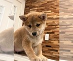 Small #4 Shiba Inu