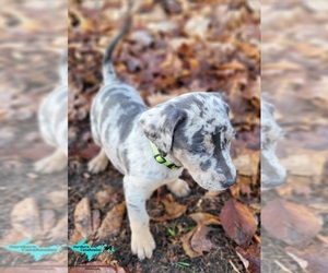 Catahoula Leopard Dog Puppy for sale in MORAN, MI, USA