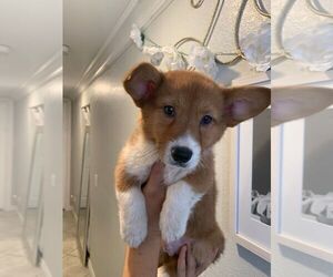 Pembroke Welsh Corgi Puppy for sale in BASE LINE, CA, USA