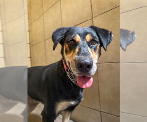 Labrador Retriever-Unknown Mix Dogs for adoption in San Diego, CA, USA