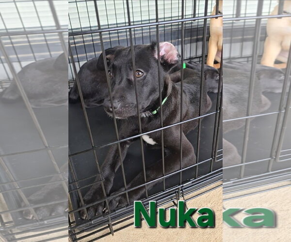 Medium Photo #11 American Pit Bull Terrier-German Shepherd Dog Mix Puppy For Sale in McDonough, GA, USA